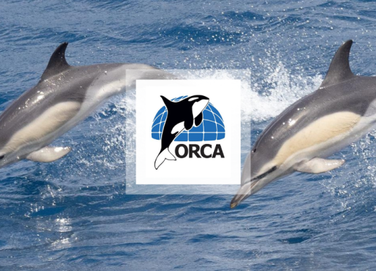 Celebrating World Oceans Day and 10 years partnering with ORCA